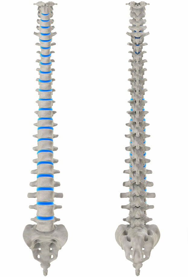 Front and rear view of the spine