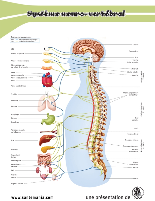 Système neuro-vertébral (French only)