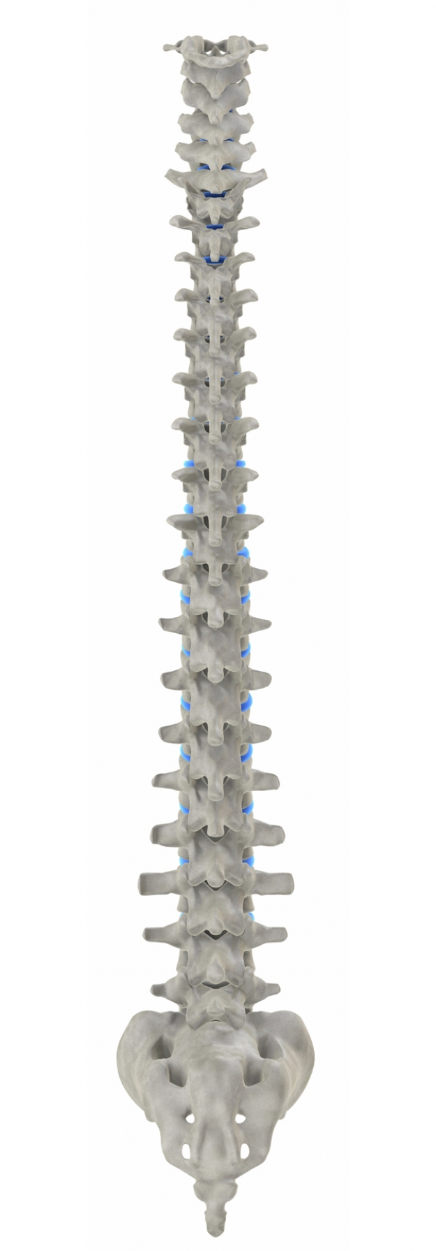 Ideal spinal column seen from behind