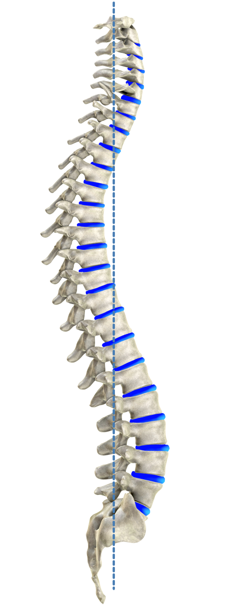 Ideal spinal model according to Harrison
