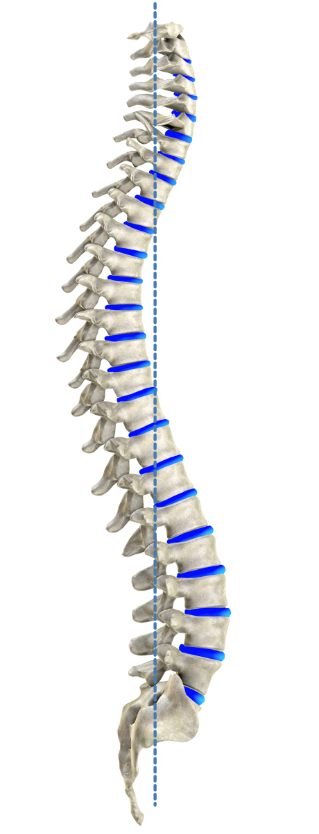 Colonne vertébrale idéale selon Harrison