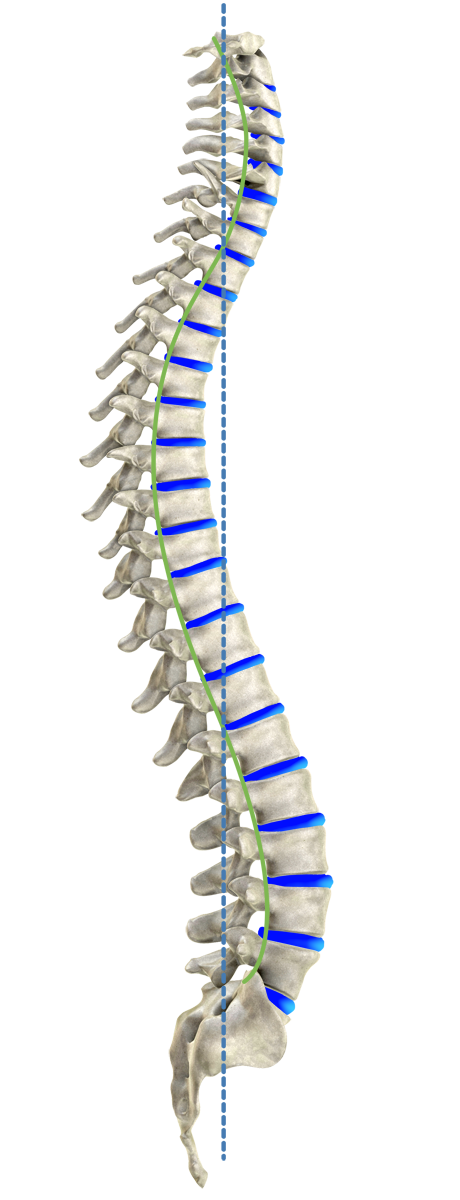 Colonne vertébrale idéale vue de profil/ Ideal spine side view